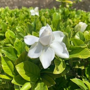 Meet your Posher, Isabela